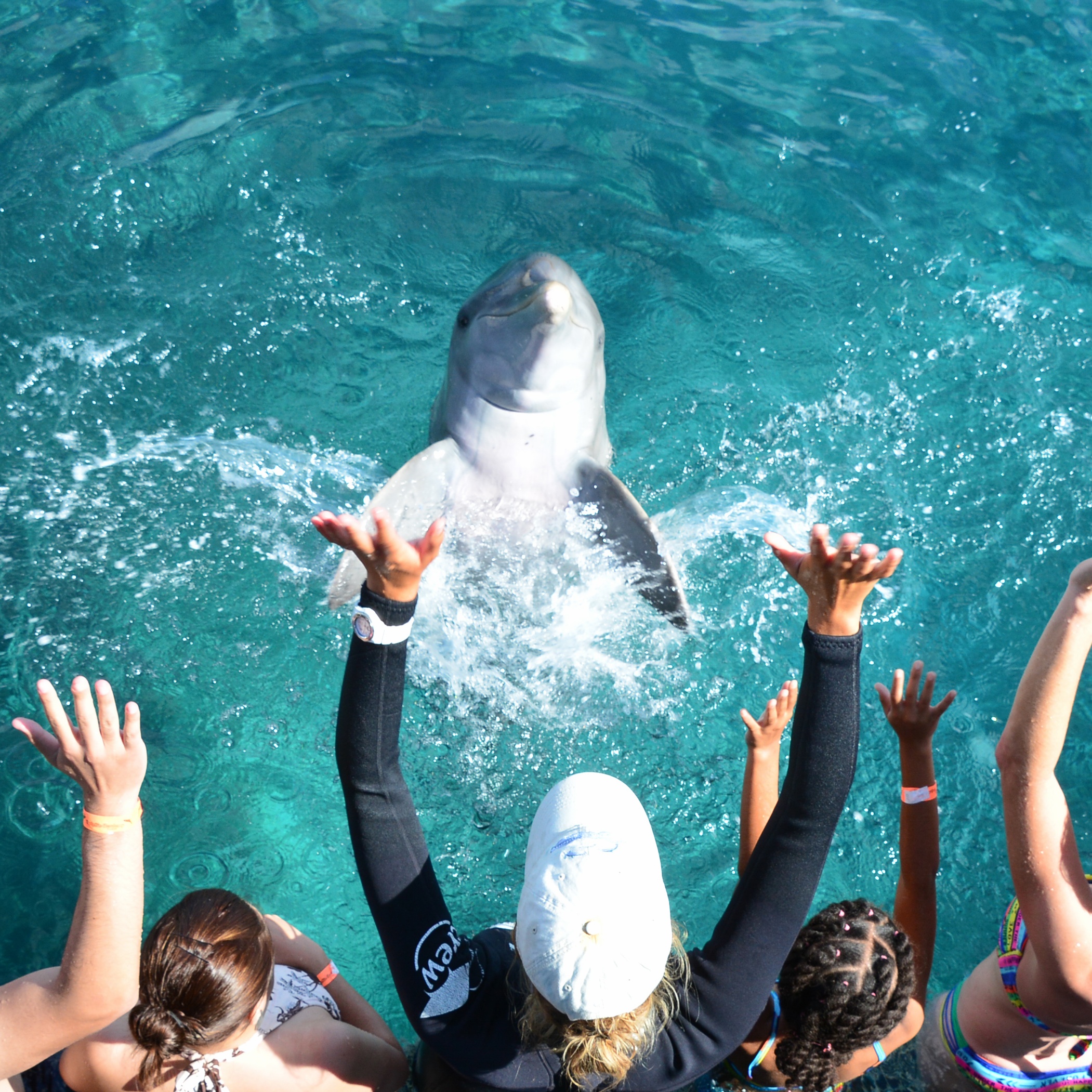 Dolphin Encounter Curacao